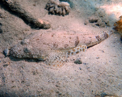 Fringelip Flathead