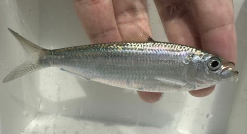 Fringescale Sardinella