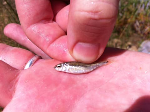 Frio Roundnose Minnow