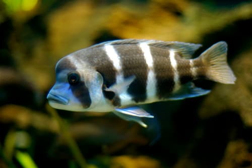 Frontosa Cichlid