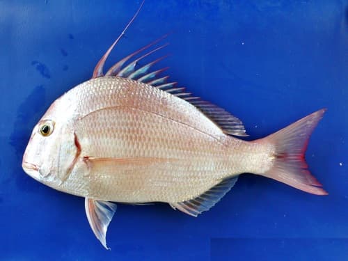 Frypan Bream