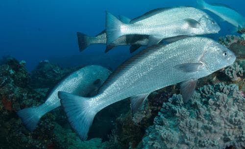 Fusca Croaker