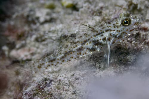 Shoulder-spot Goby