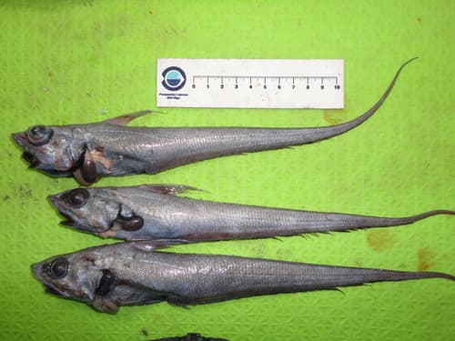 Günther's Grenadier