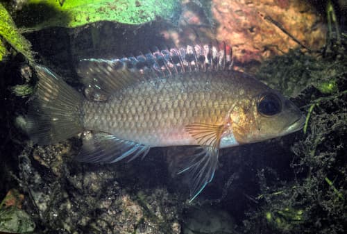 Günther's Mouthbrooder