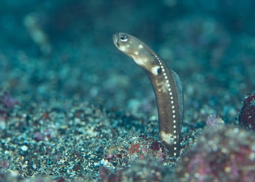 Galápagos Garden Eel