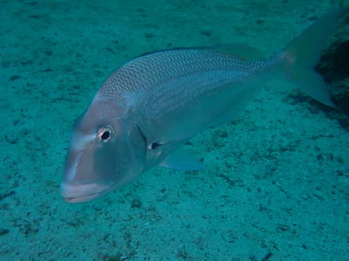 Galápagos Porgy