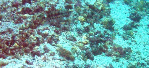 Galápagos Snake Eel