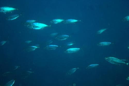 Galápagos Thread Herring