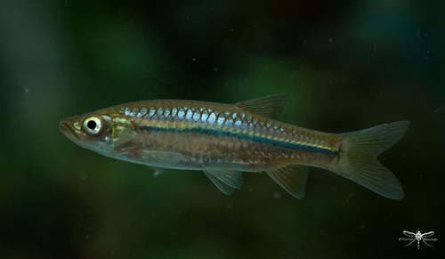 Gal Oya Striped Rasbora