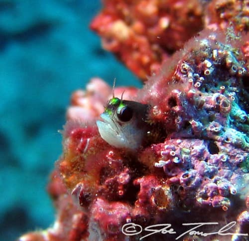 Galapagos Barnacle Blenny
