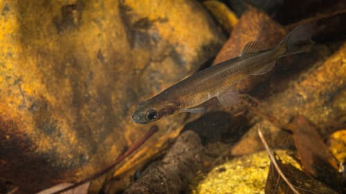 Galaxias neocaledonicus