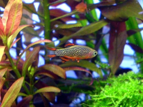 Galaxy Rasbora