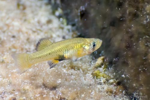 Gambusia pyrros