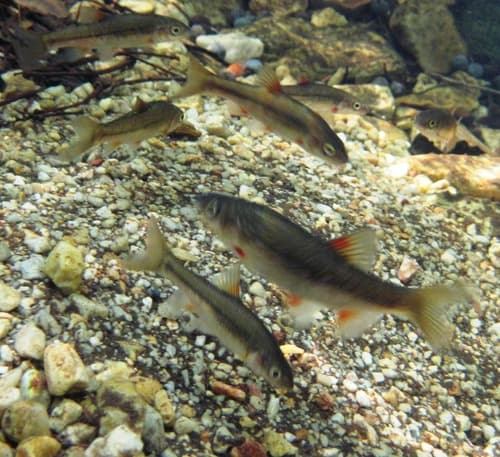 Gamtoos Redfin