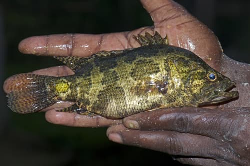 Gangetic Leaffish