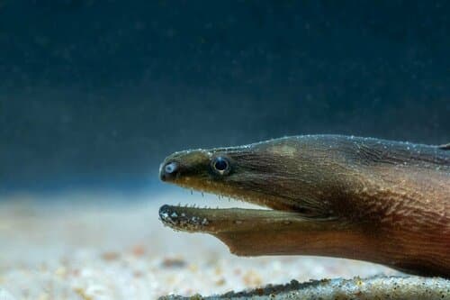 Gangetic Moray