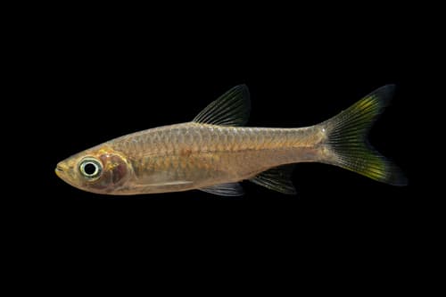 Gangetic Scissortail