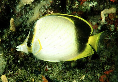Gardiner's Butterflyfish