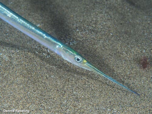 Garfish