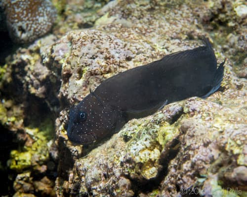 Gargantuan Blenny