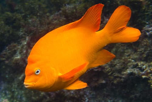 Garibaldi