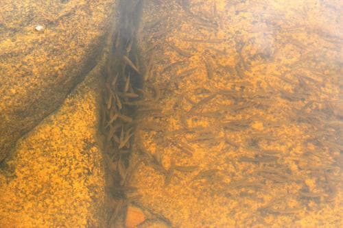 Gariep Chubbyhead Barb