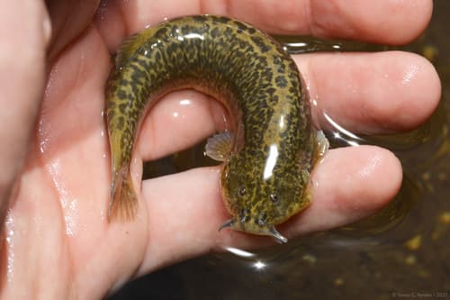 Gecko Pencil Catfish