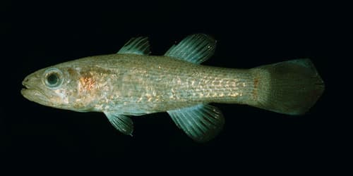 Gelatinous Cardinalfish