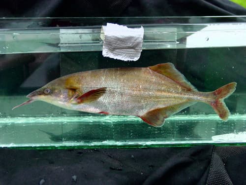 Donny's Elephantnose Fish