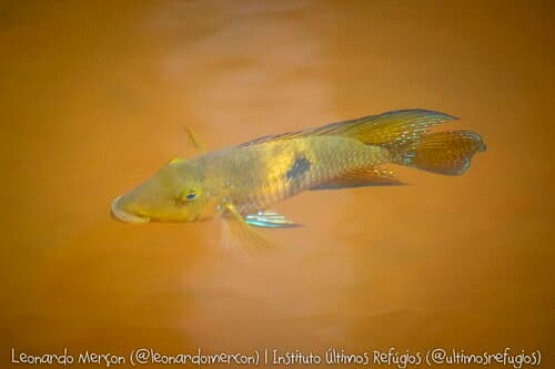 Geophagus rufomarginatus