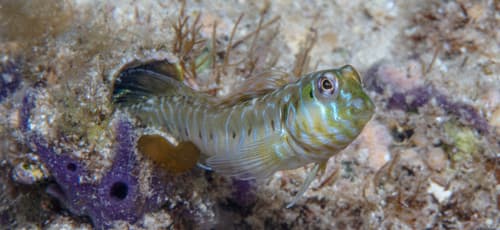 Germain's Blenny