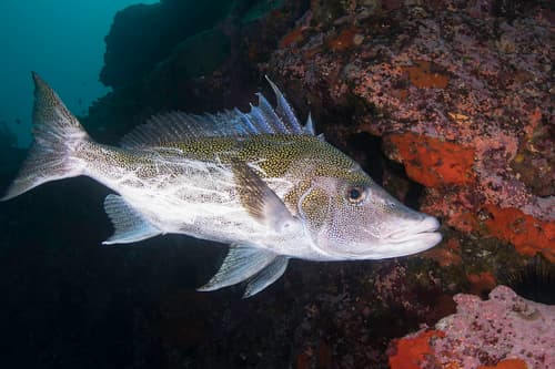 Giant Boarfish