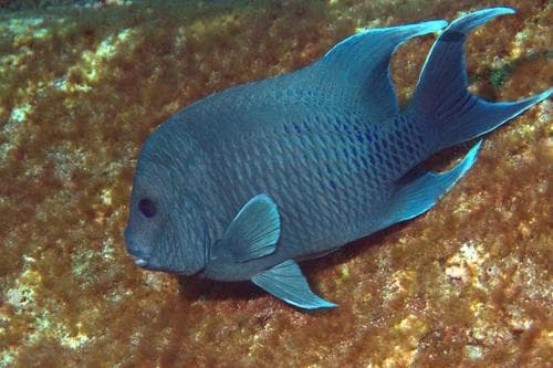 Giant Damselfish
