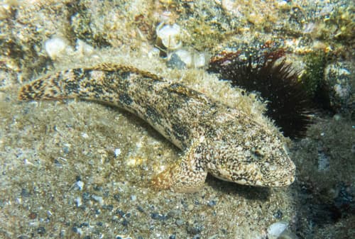 Giant Goby