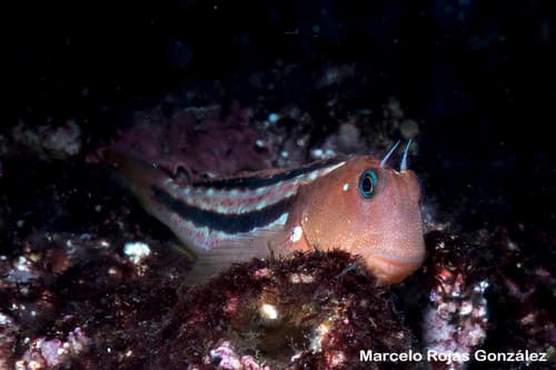 Giant Green Blenny