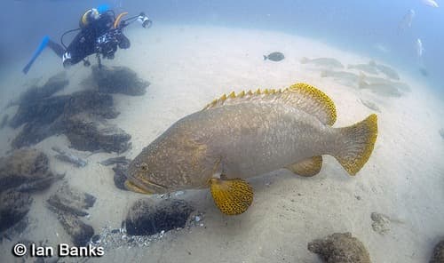 Giant Grouper