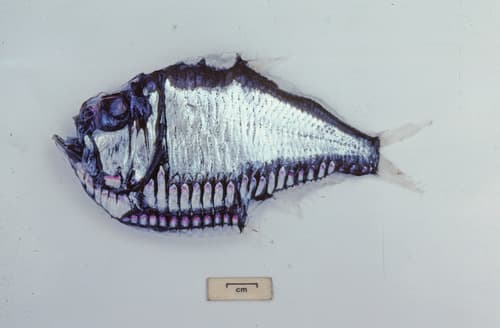 Giant Hatchetfish