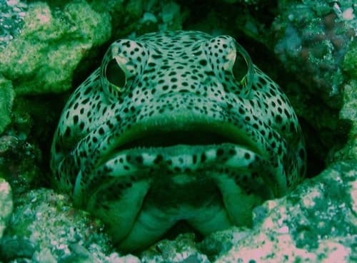 Giant Jawfish