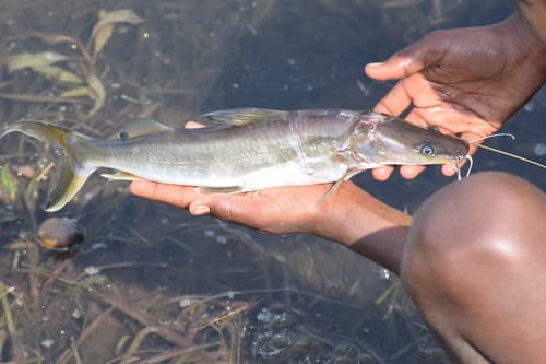 Giant River Catfish