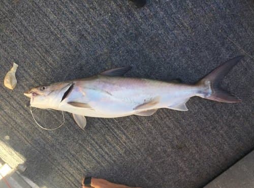 Giant Sea Catfish