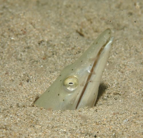 Giant Snake Eel
