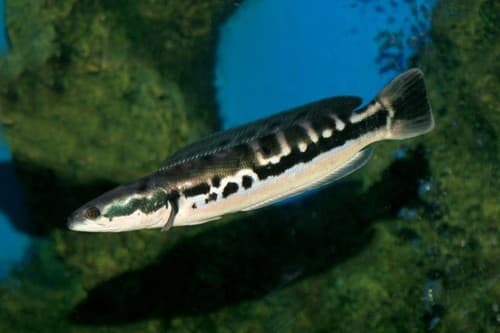 Giant Snakehead