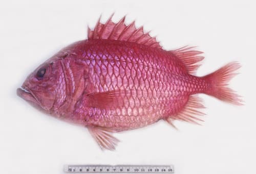 Giant Squirrelfish