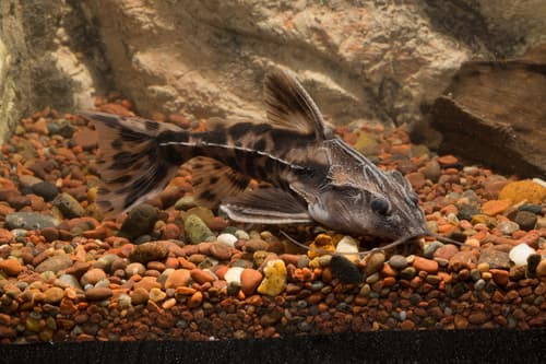 Giant Talking Catfish