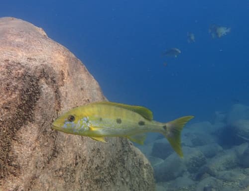 Giant Tanganyika Cichlid