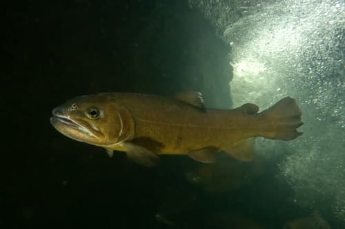 Gila Trout