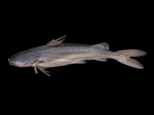 Gillbacker Sea Catfish