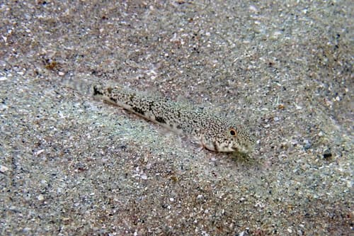 Girdled Goby