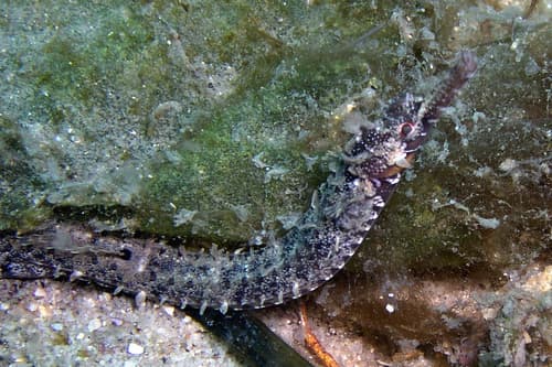 Girdled Pipefish